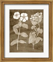 Framed 'Botanical in Taupe IV' border=