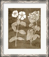 Framed 'Botanical in Taupe IV' border=