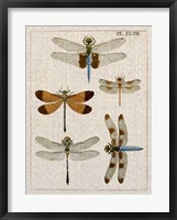 Dragonfly Study II Framed Print