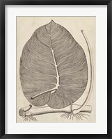 Distinctive Leaves II Framed Print