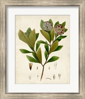 Framed 'Verdant Foliage V' border=