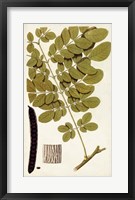 Leaf Varieties I Framed Print