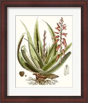 Framed 'Antique Aloe I' border=