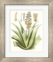 Framed 'Antique Aloe II' border=