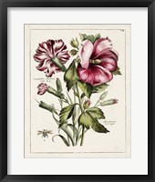 Framed Pink Hibiscus