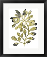 Foliage Fossil II Framed Print