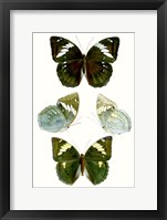 Butterfly Specimen IV Framed Print
