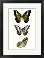 Butterfly Specimen VI Framed Print
