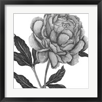 Framed 'Flowers in Grey IV' border=