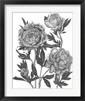 Framed 'Flowers in Grey V' border=