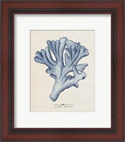 Framed 'Sea Coral Study I' border=