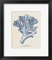 Framed 'Sea Coral Study I' border=