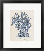 Framed 'Sea Coral Study IV' border=