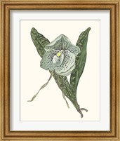 Framed 'Orchid Display I' border=