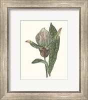 Framed 'Orchid Display III' border=