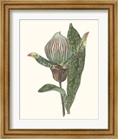 Framed 'Orchid Display III' border=