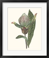 Framed 'Orchid Display III' border=