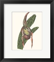 Framed 'Orchid Display IV' border=