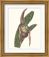 Framed 'Orchid Display IV' border=