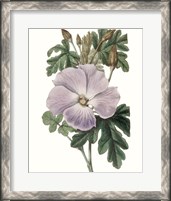 Framed 'Lavender Beauties I' border=