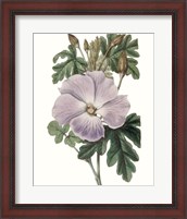 Framed 'Lavender Beauties I' border=