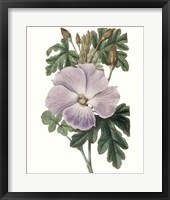 Lavender Beauties I Framed Print