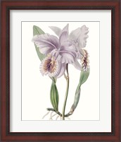 Framed 'Lavender Beauties II' border=