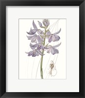 Framed 'Lavender Beauties III' border=