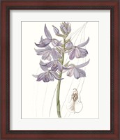 Framed 'Lavender Beauties III' border=