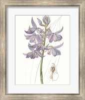 Framed Lavender Beauties III