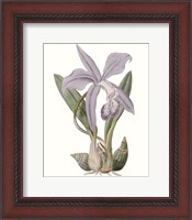 Framed 'Lavender Beauties IV' border=