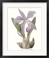 Lavender Beauties IV Framed Print