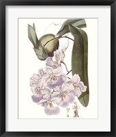 Lavender Beauties V Framed Print