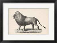 Framed Lion