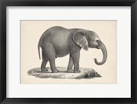 Framed Young Elephant