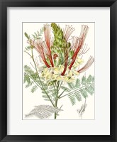 Tropical Variety II Framed Print