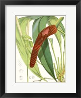 Tropical Variety V Framed Print