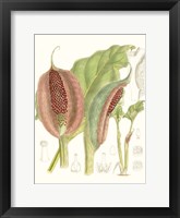 Tropical Variety VI Framed Print