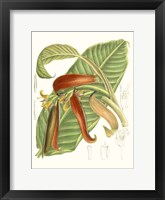 Tropical Variety VIII Framed Print