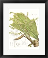 Palm Melange III Framed Print