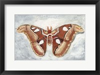 Papillon de Nuit I Framed Print