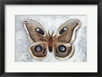 Papillon de Nuit II Framed Print