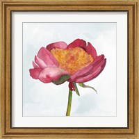 Framed 'Joyful Peony II' border=