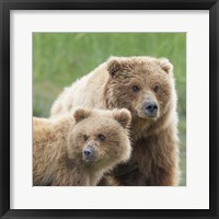 Framed Bear Life III