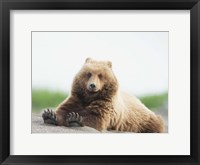 Framed Bear Life VI