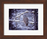 Framed Owl in the Snow II