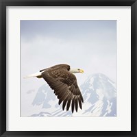 Framed Majestic Eagle I