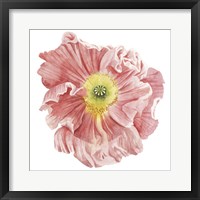 Market Poppy I Framed Print