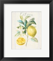 Framed 'Floursack Lemon IV v2' border=