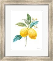 Framed 'Floursack Lemon IV on White' border=